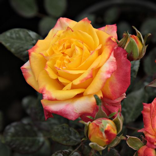 Rozen bestellen en bezorgen - Rosa Rumba ® - zacht geurende roos - Stamroos – Kleine bloemen - rood -geel - Svend Poulsencompacte kroonvorm - 0